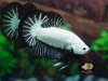 bettafish white