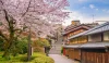 Sakura, the iconic Japanese cherry blossom, is a beloved symbol of Japan's beauty