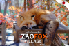 หมู่บ้านจิ้งจองซาโอะ Zao Fox Village บ้านของจิ้งจองนับร้อย! หมู่บ้านจิ้งจองซาโอะ Zao Fox Village บ้านของจิ้งจองนับร้อย!