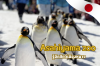รู้จักสัตว์เมืองหนาวในสวนสัตว์อาซาฮิยามะ (Asahiyama Zoo) รู้จักสัตว์เมืองหนาวในสวนสัตว์อาซาฮิยามะ (Asahiyama Zoo)