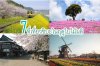 7ที่เที่ยวชิบะในฤดูใบไม้ผลิ