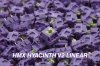 HMX SILLYWORKS HYACINTH V2 - Linear