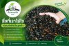 "สิ่งที่เราใส่ใจ ก่อนส่งถึงมือลูกค้า" ของ Suranaree Farm "สิ่งที่เราใส่ใจ ก่อนส่งถึงมือลูกค้า" ของ Suranaree Farm