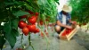 4 Reasons to Support Organic Farming