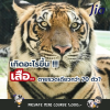 เกิดอะไรขึ้น !!! เสือ..ตายรวดเดียวกว่า 70 ตัว? เกิดอะไรขึ้น !!! เสือ..ตายรวดเดียวกว่า 70 ตัว?