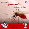 คำถาม : เพราะอะไร ยุงกลางวัน ถึงอันตรายที่สุด ?