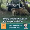 คำถาม : ควรปฏิบัติตัวอย่างไร เมื่อเจอสัตว์ดุร้ายตอนไปสวนสัตว์ ? คำถาม : ควรปฏิบัติตัวอย่างไร เมื่อเจอสัตว์ดุร้ายตอนไปสวนสัตว์ ?
