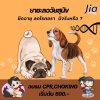 คำถาม : ยาชะลอวัยสุนัข และการยืดอายุ คำถาม : ยาชะลอวัยสุนัข และการยืดอายุ