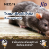 โรคเลปโตสไปโรซิส (Leptospirosis) หรือ โรคฉี่หนู อาการ การรักษา และการป้องกันที่ควรรู้