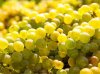 Chardonnay A Guide to the Basics