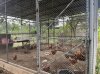 ไก่อารมณ์ดี ไก่อารมณ์เสีย ไก่อารมณ์ดี ไก่อารมณ์เสีย