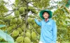 เทคนิคการปลูกทุเรียนต้นเตี้ยให้ได้ผลลัพธ์ทางเศรษฐกิจสูง