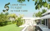 5 Large Trees to Plant in Your Yard and What to Consider Beforehand