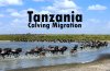 ทัวร์แทนซาเนีย Migration ช่วง ก.พ. มี.ค. 2569
