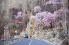 ทัวร์ปากีสถาน Cherry Blossom