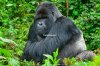 ทัวร์กอริลลา อูกันดา รวันดา แอฟริกาตะวันออก ทัวร์กอริลลา อูกันดา รวันดา แอฟริกาตะวันออก