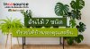 ต้นไม้ 7 ชนิด ที่ช่วยให้บ้านของคุณสดชื่น ต้นไม้ 7 ชนิด ที่ช่วยให้บ้านของคุณสดชื่น