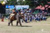  ชมงานแสดงช้างที่ยิ่งใหญ่ที่สุดในโลก งานช้างสุรินทร์ 2566 