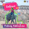  งานแสดงช้างสุรินทร์2567