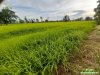 ต้นข้าวอินทรีย์สุรินทร์