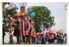 Die traditionelle Elefanten-Ordinationszeremonie des alten Kuy-Volkes in der Provinz Surin, bei der Novizen auf dem Rücken von Elefanten geweiht werden, spiegelt die tiefe kulturelle Verbindung zwischen Mensch und Elefant wider.