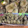CBT การท่องเที่ยวโดยบ้านจรัส บัวเชด  ท่องเที่ยวโดยชุมชนบ้านจรัส บัวเชด Surin CBT. จรัส บัวเชด  กลุ่มวิสาหกิจชุมชนไม้ผลเชิงท่องเที่ยวตำบลจรัส ต.จรัส อ.บัวเชด