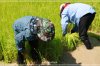 ประโยชน์ของการรับประทานข้าวอินทรีย์ (Organic Rice) ประโยชน์ของการรับประทานข้าวอินทรีย์ (Organic Rice)