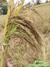เมล็ดพันธุ์ข้าวมะลินิลสุรินทร์ เมล็ดพันธุ์ข้าวมะลินิลสุรินทร์