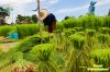 ขั้นตอนกระบวนการผลิตข้าวอินทรีย์ (Organic Rice) ขั้นตอนกระบวนการผลิตข้าวอินทรีย์ (Organic Rice)