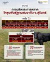 การผลิตและการตลาดโคขุนพันธุ์ลูกผสมวากิว จ.สุรินทร์