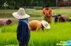 ขั้นตอนในการผลิตข้าวอินทรีย์ (Organic Rice)