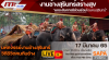 เจาะประเด็นอีสาน งานช้างสุรินทร์สร้างสุข