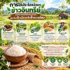 ข้าวอินทรีย์สุรินทร์ ข้าวอินทรีย์สุรินทร์