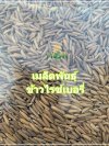 ข้าวไรซ์เบอร์รี่ มาถึงที่เรียบร้อย ข้าวไรซ์เบอร์รี่ มาถึงที่เรียบร้อย