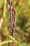 คุณประโยชน์จากข้าวไรซ์เบอร์รี่ (Riceberry) คุณประโยชน์จากข้าวไรซ์เบอร์รี่ (Riceberry)