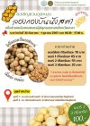 ลองกองบันนังสตา จากจังหวัดยะลา