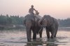 "แคมป์ช้างริมลำน้ำชี" (Elephant Kingdom Jungle Camping)