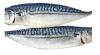 Saba Fillet