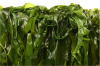 Dried Long Wakame