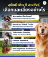 5 breeds of guard dogs 5 breeds of guard dogs