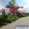 Land for sale in Chiang Mai Near the community area of ​​Mae Rim District, Mueang Kaeo Subdistrict, 6 rai 1 ngan 27 sq wa.