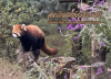 ศูนย์อนุรักษ์หมีแพนด้า Chengdu Research Base of Giant Panda Breeding