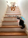 Catster by Kingdomoftigers คาเฟ่แมวจร