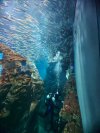ญี่ปุ่น-Osaka Aquarium Kaiyukan