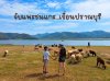 มาเป็นเด็กเลี้ยงแพะแกะ วิวนิวซีแลนด์ ณ เขื่อนปราณบุรี 