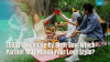 Wedding in Thailand