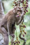 Long_tailed_Macaque.jpg