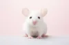 Pet accessories