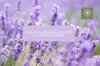 Find inner peace through the scent of lavender Find inner peace through the scent of lavender