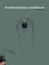Acanthostachys strobilacea